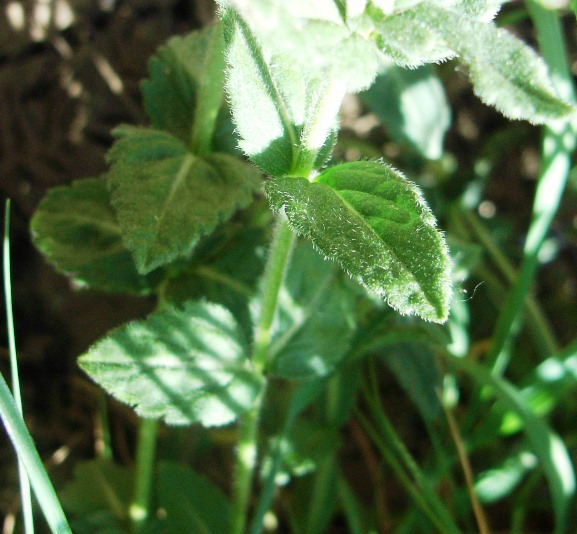 Veronica orsiniana / Veronica di Orsini